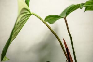 Philodendron Fuzzy Petiole