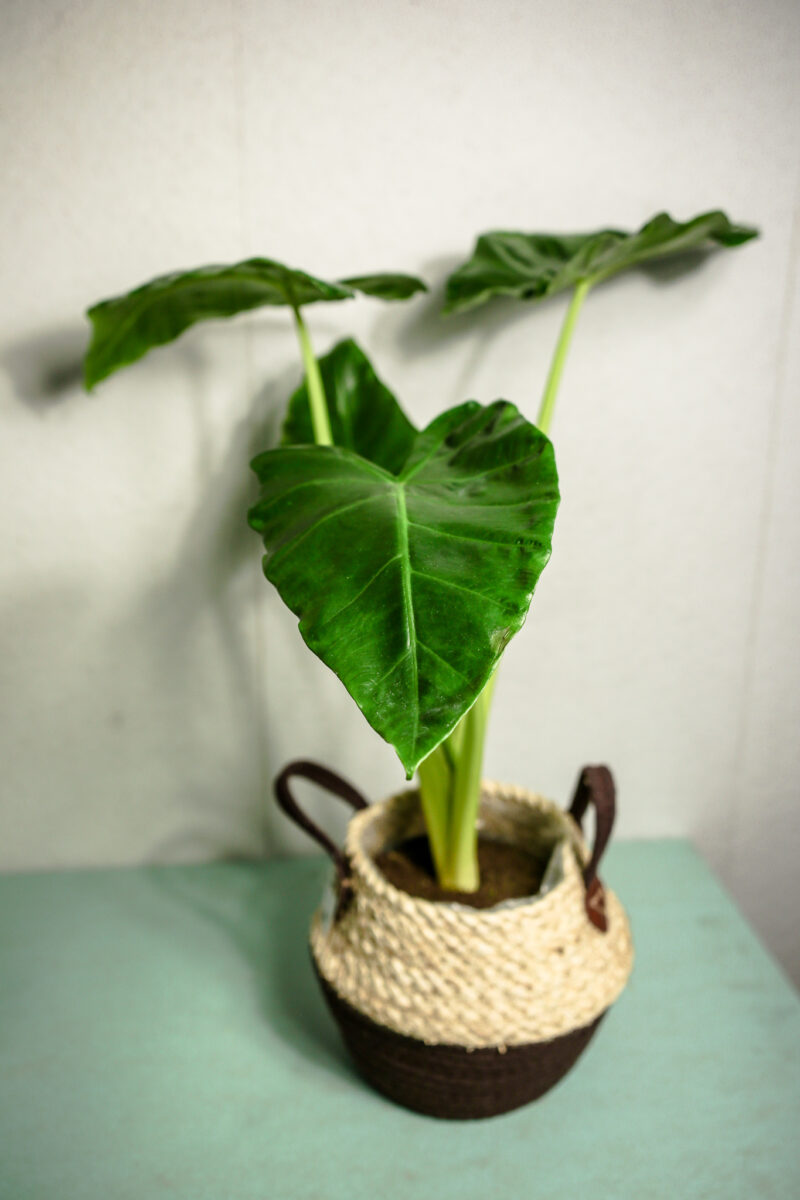 Alocasia Lutea