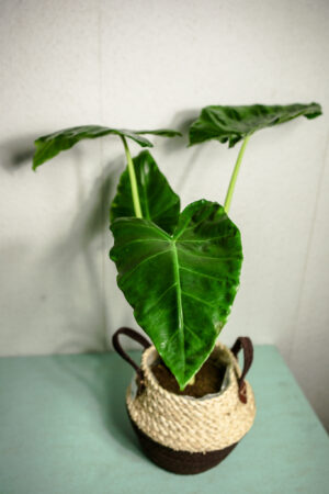 Alocasia Lutea