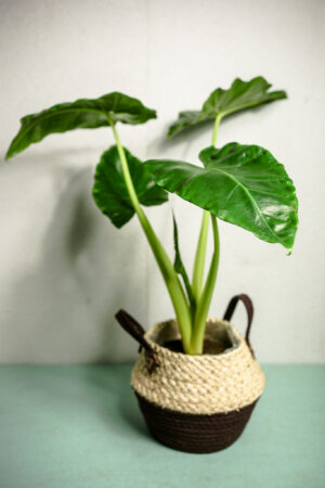 Alocasia Lutea