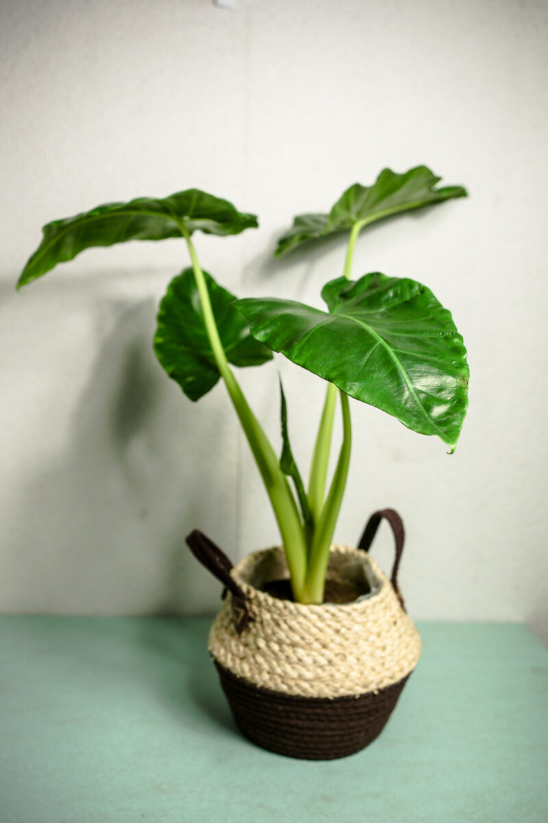 Alocasia Lutea