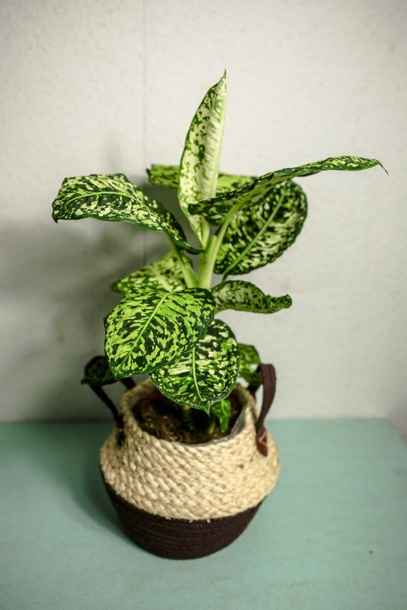 Dieffenbachia Reflector