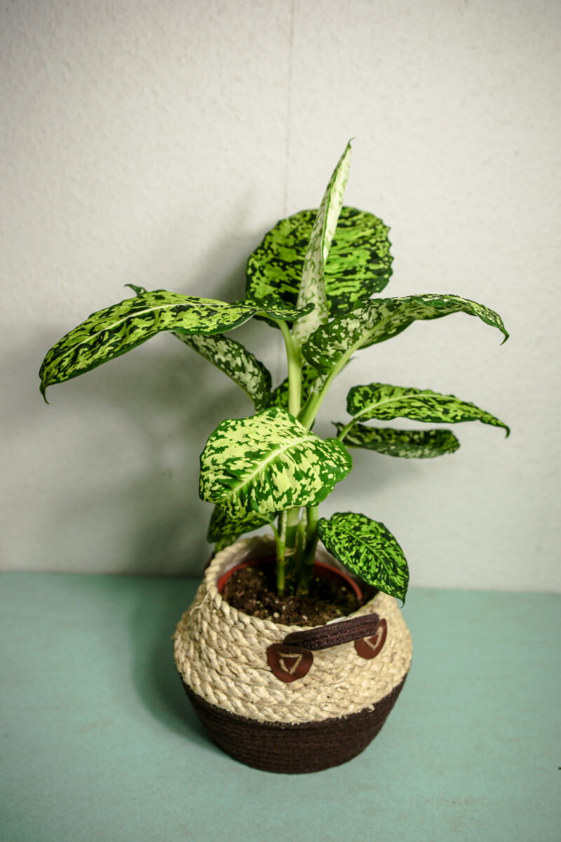 Dieffenbachia Reflector