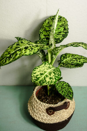 Dieffenbachia Reflector