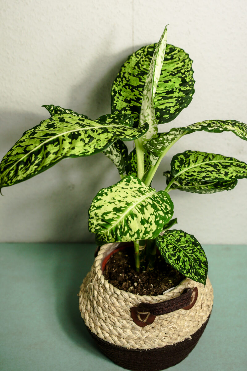Dieffenbachia Reflector