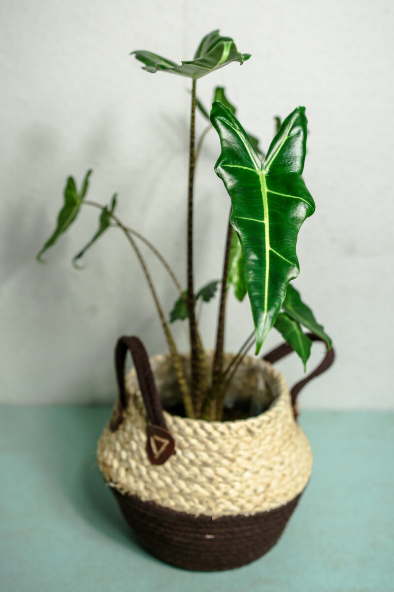 Alocasia Sarian