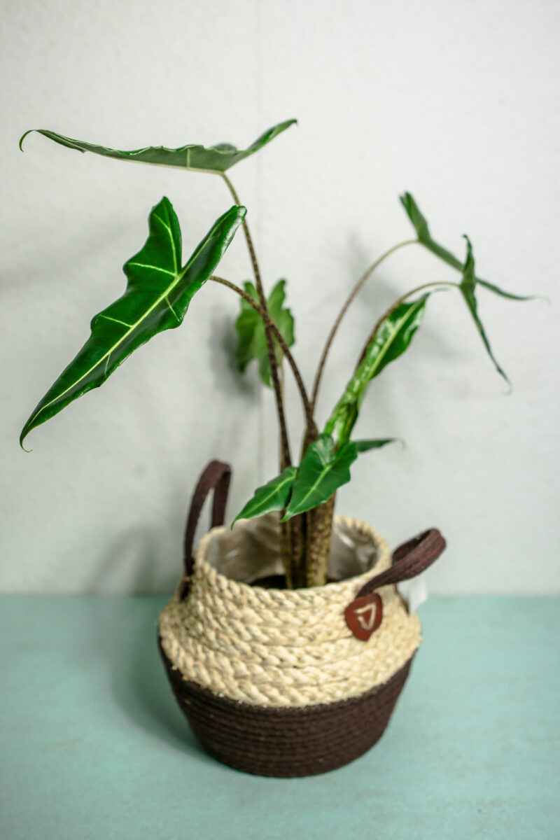 Alocasia Sarian