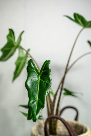 Alocasia Sarian