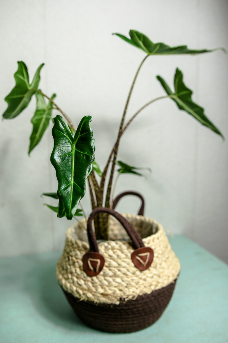 Alocasia Sarian