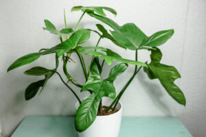 philodendron bipennifolium
