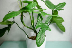 philodendron bipennifolium