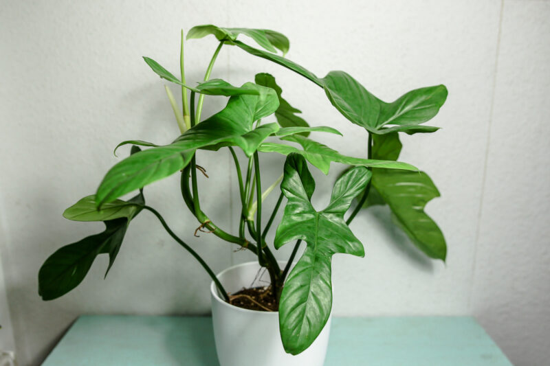 philodendron bipennifolium