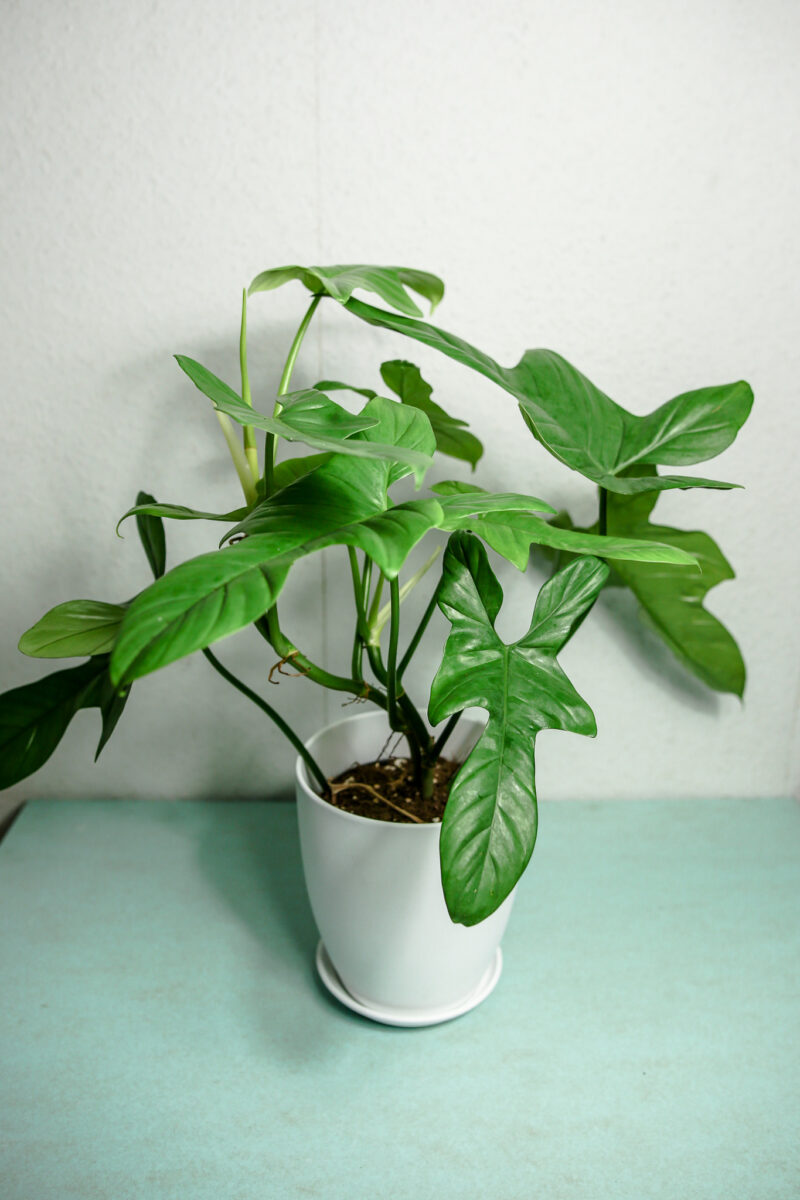 philodendron bipennifolium
