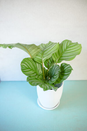 Calathea Orbifolia