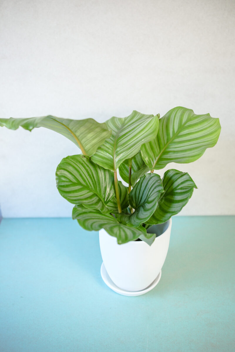 Calathea Orbifolia