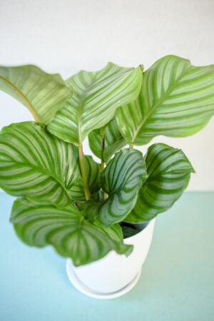 Calathea Orbifolia
