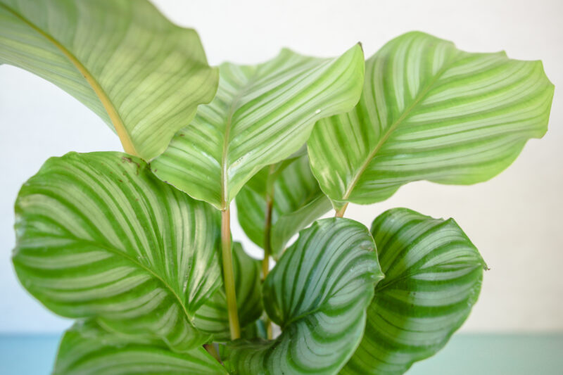 Calathea Orbifolia