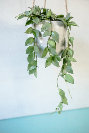 Hoya Krohniana Eskimo