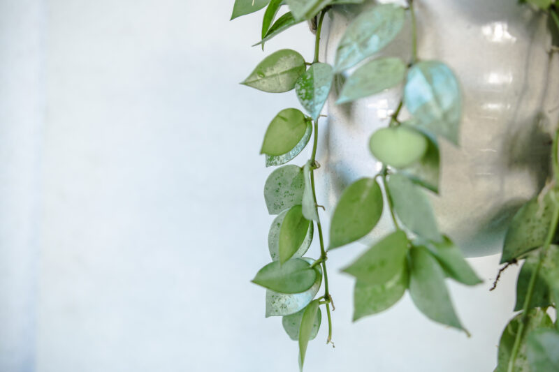 Hoya Krohniana Eskimo