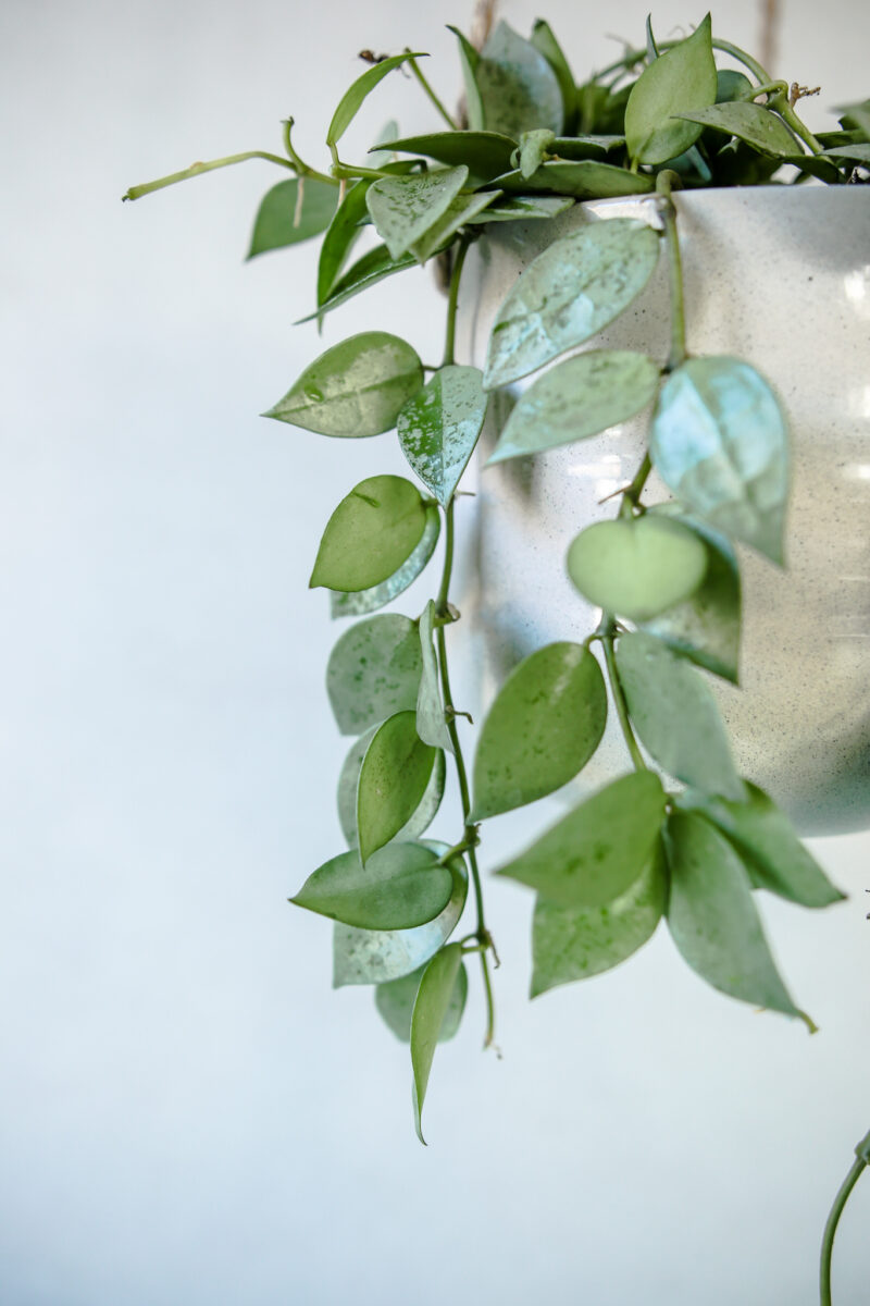 Hoya Krohniana Eskimo