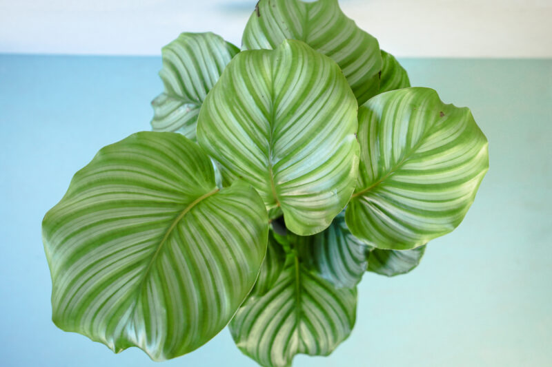 Calathea Orbifolia