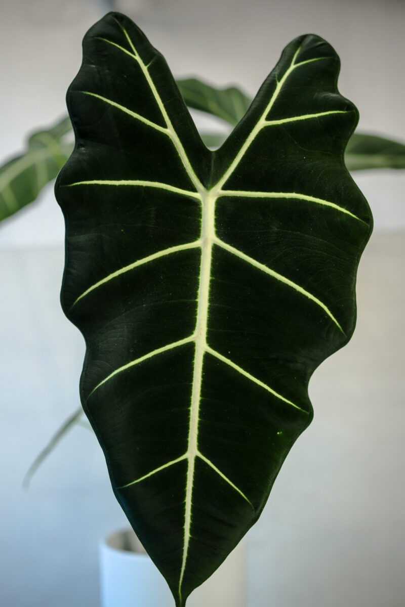 Alokazja Micholitziana Maxkowskii ‘Frydek’