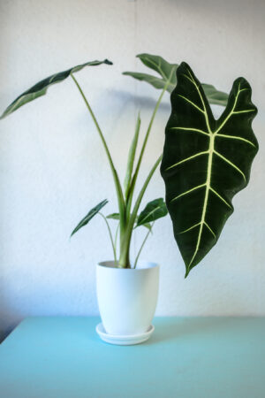 Alokazja Micholitziana Maxkowskii ‘Frydek’