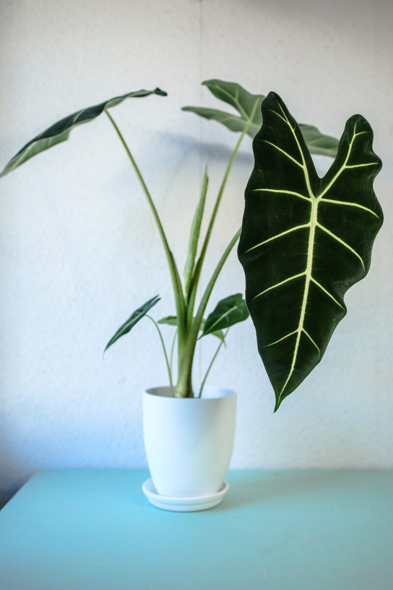 Alokazja Micholitziana Maxkowskii ‘Frydek’