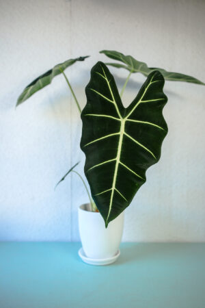 Alokazja Micholitziana Maxkowskii ‘Frydek’