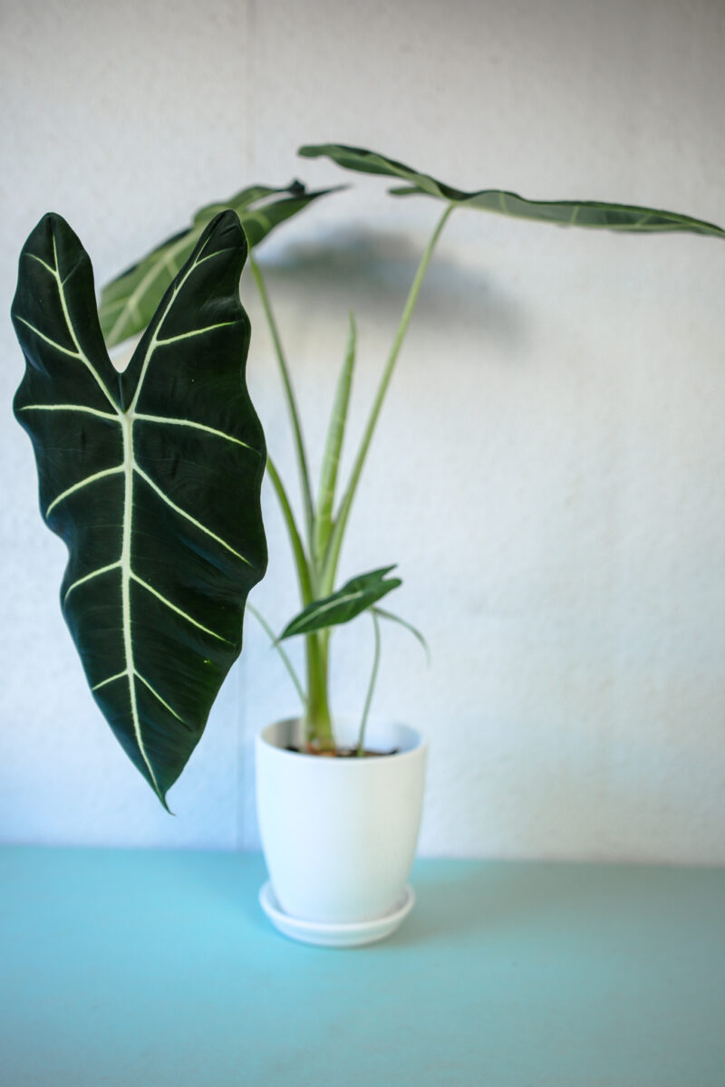 Alokazja Micholitziana Maxkowskii ‘Frydek’