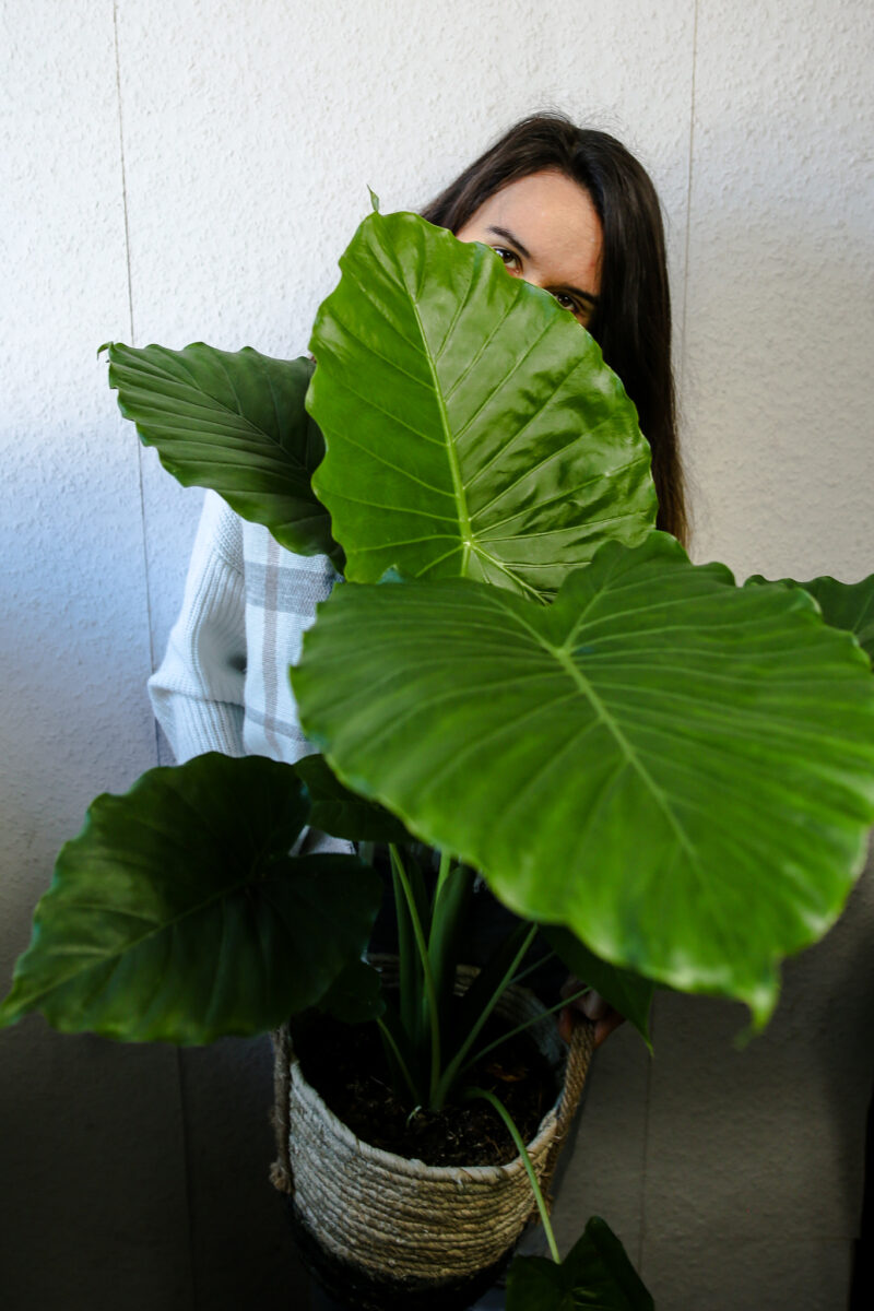 Alocasia Gageana