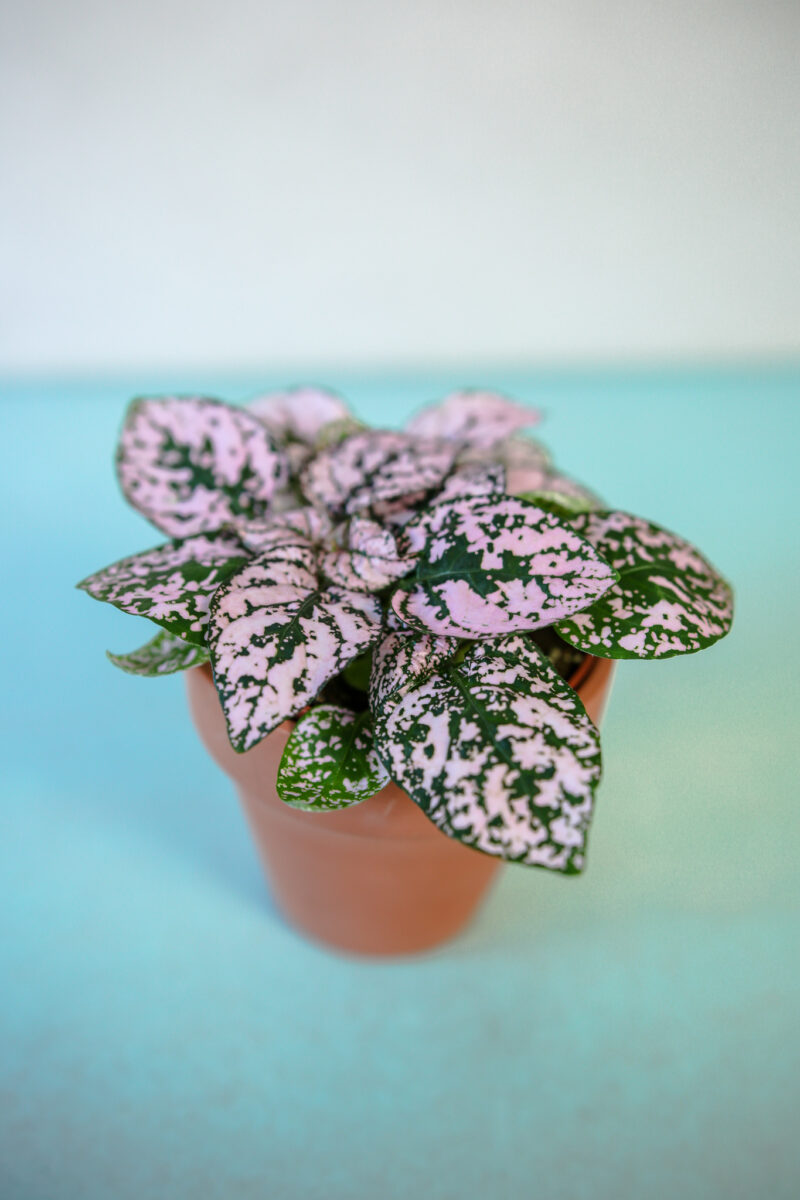 Hypoestes Niedośpian mix