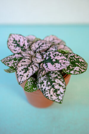 Hypoestes Niedośpian mix