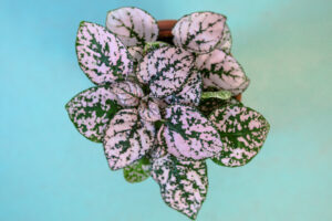 Hypoestes Niedośpian mix