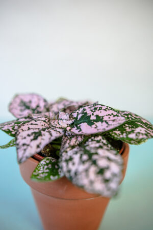 Hypoestes Niedośpian mix