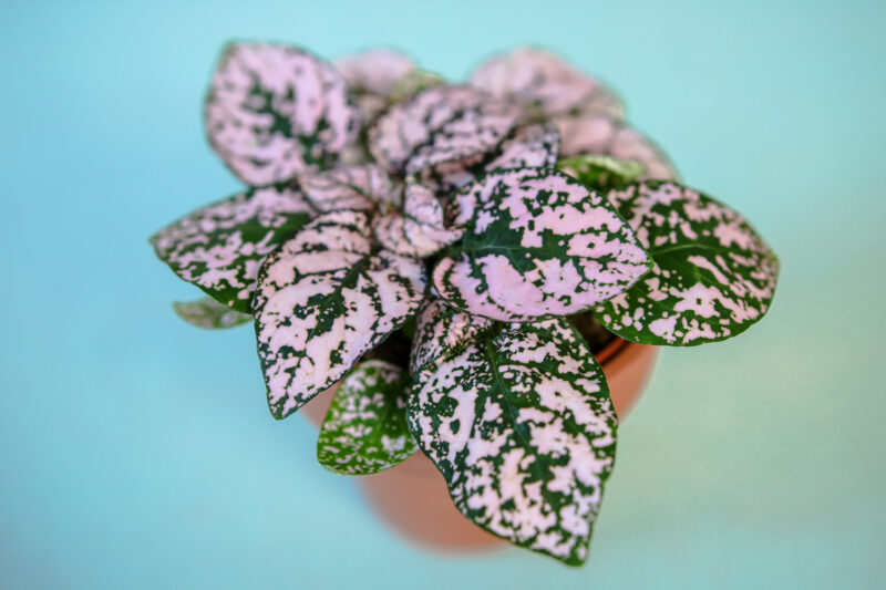 Hypoestes Niedośpian mix