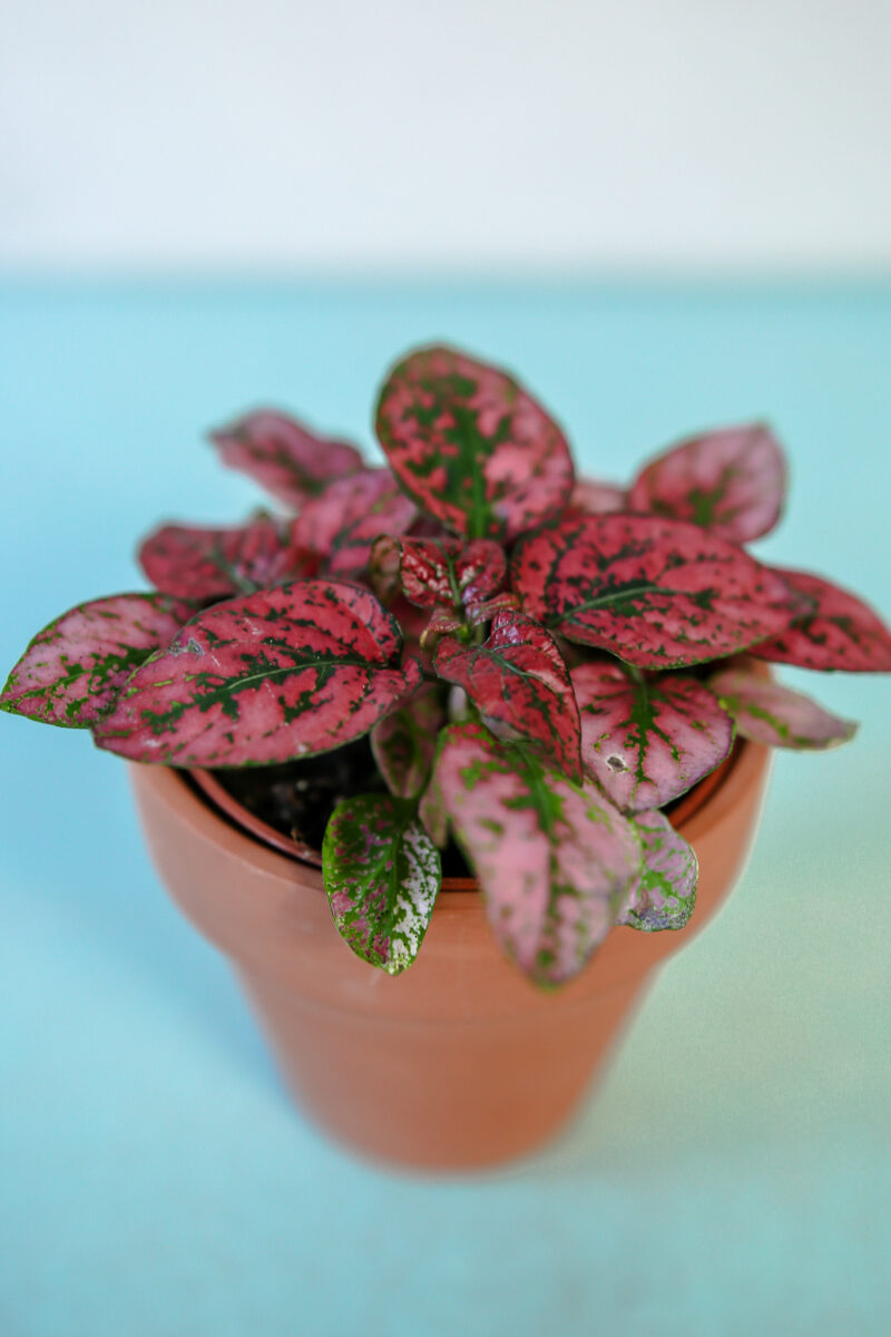 Hypoestes Niedośpian mix