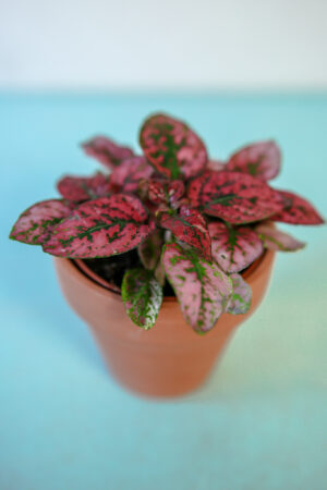 Hypoestes Niedośpian mix