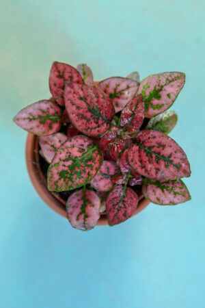 Hypoestes Niedośpian mix