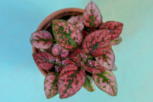 Hypoestes Niedośpian mix