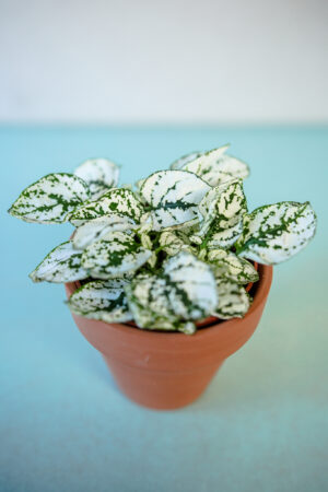 Hypoestes Niedośpian mix