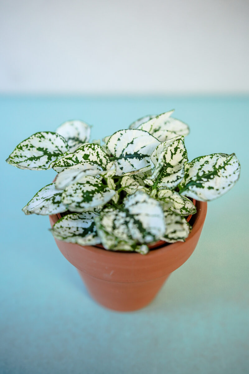 Hypoestes Niedośpian mix