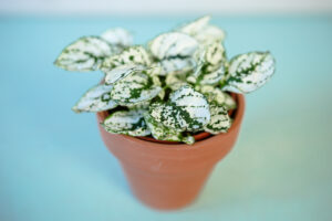 Hypoestes Niedośpian mix