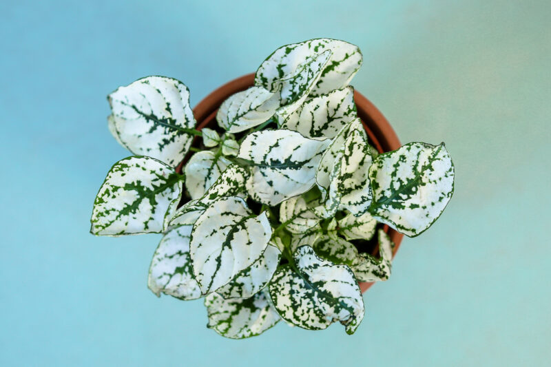 Hypoestes Niedośpian mix