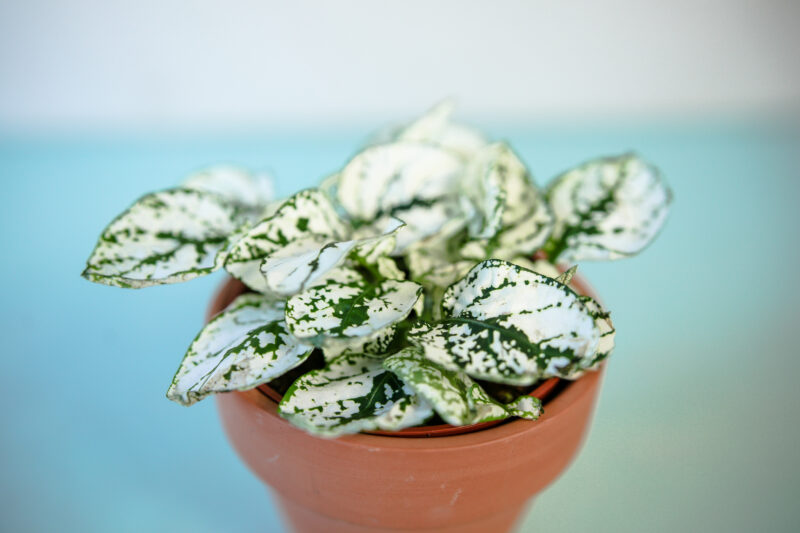 Hypoestes Niedośpian mix