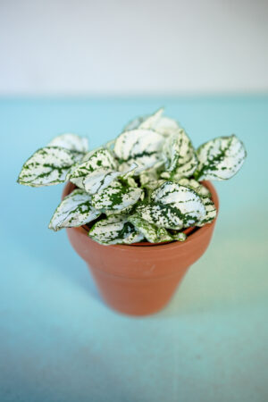 Hypoestes Niedośpian mix