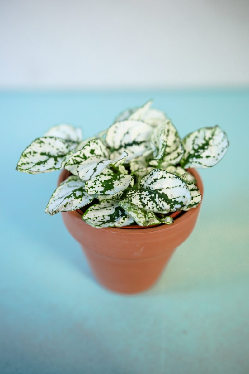 Hypoestes Niedośpian mix