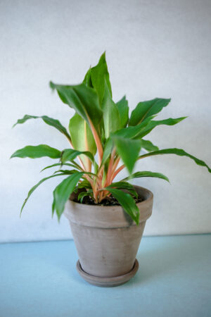 Zielistka ‘Green Orange’