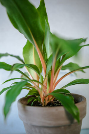 Zielistka ‘Green Orange’