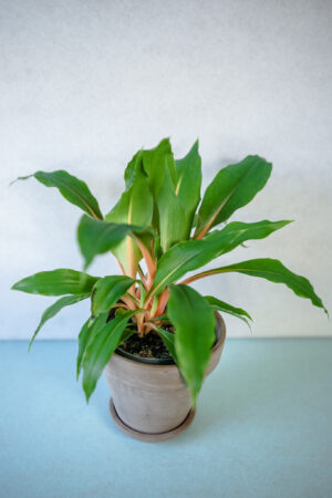 Zielistka ‘Green Orange’